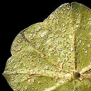 Fyziologická korkovitost listů muškátu