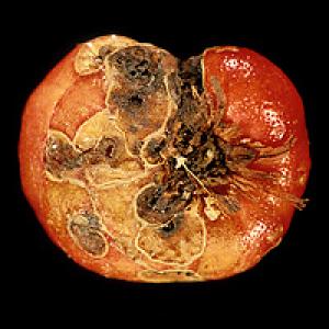 Houbové choroby mečíků