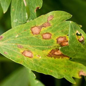 Septoriová skvrnitost listů chryzantém