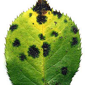 Černá skvrnitost listů růží