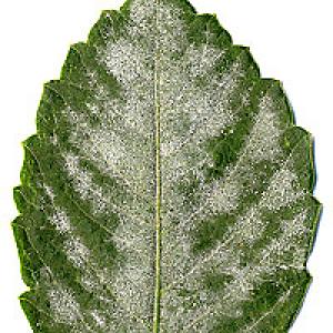 Padlí na okrasných rostlinách