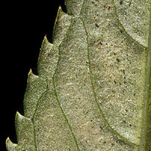 Sviluška na okrasných rostlinách