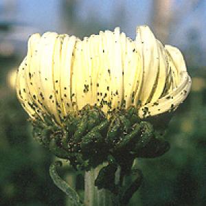 Mšice na okrasných rostlinách