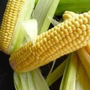 Kukuřice