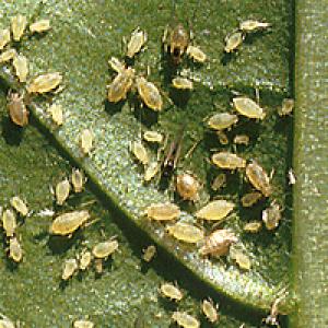 Mšice na řepě krmné