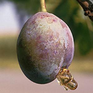 Pilatka švestková a obaleč švestkový