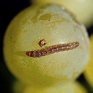 Obaleč na révě vinnej