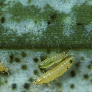 Třásněnka západní