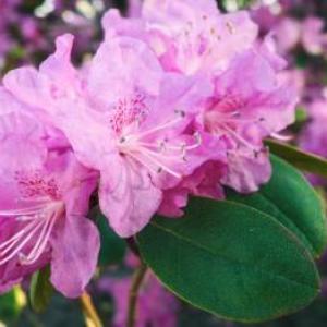 Rododendrony a azalky: Vše pro jejich správné pěstování, zazimování a celkovou péči