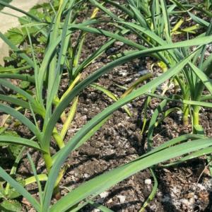 Žloutnutí česneku