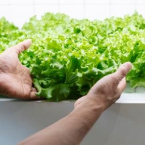 Hydroponické pestovanie rastlín: praktický návod a príklady z praxe