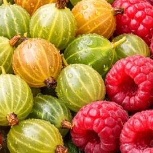 Predjarný rez ovocných kríkov: ako strihať ríbezle, egreše a maliny