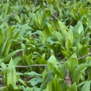 Ako pestovať medvedí cesnak doma a nezameniť ho s konvalinkou v lese?