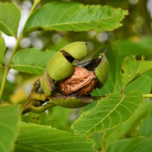 Jak a kdy vysadit ořešák?