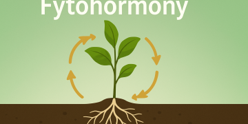 Fytohormóny