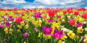 Na jarní cibuloviny myslete už na podzim. Vysazují se až do mrazů