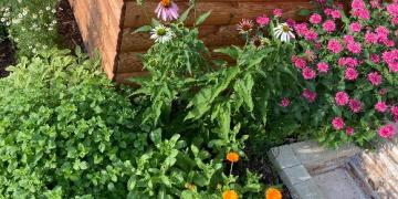 Rostou vám na zahradě bylinky? Objevte je dříve než mšice