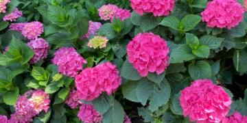 Kdy stříhat růže či okrasné trávy? Poradíme i s levandulí