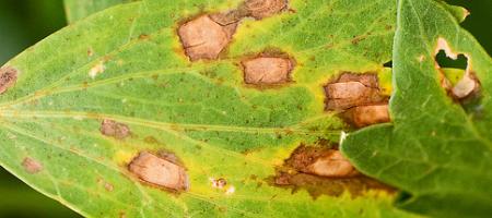 Septoriová skvrnitost listů chryzantém