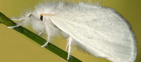 Bekyně zlatořitná