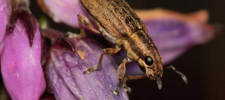 Listopas čárkovaný