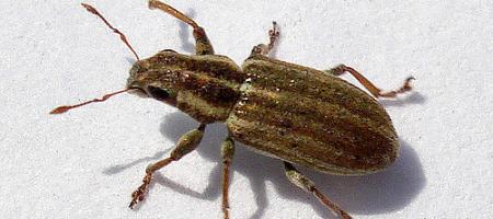 Listopas čárkovaný