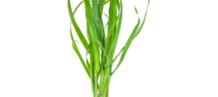 Pýr plazivý - burina nielen v trávniku