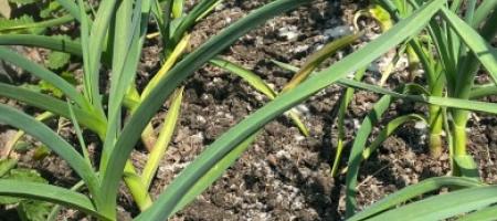 Žloutnutí česneku