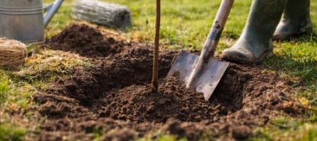 Sadenie ovocných stromov: kompletný sprievodca výsadbou