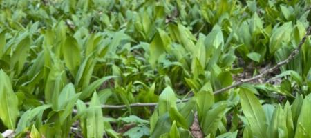 Ako pestovať medvedí cesnak doma a nezameniť ho s konvalinkou v lese?