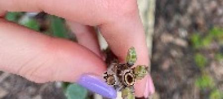 Chodbičky ve větvích rybízu