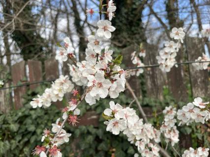 Ktoré hnojivo podporí kvitnutie a násadu plodov?